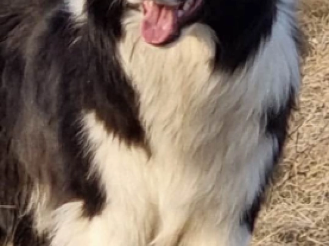 Border Collie Welpe kaufen