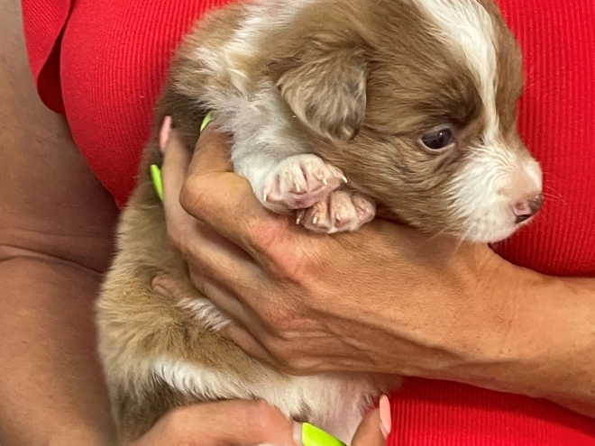 Border Collie puppy for sale