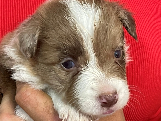 Border Collie puppy for sale