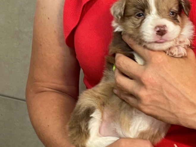 Border Collie puppy for sale