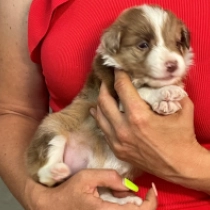 Perla, choco sable merle Border Collie for sale