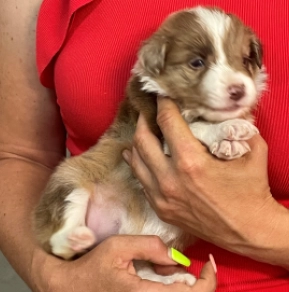 Border Collie puppy for sale