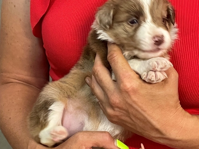 Border Collie puppy for sale