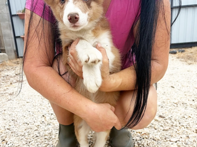 Border Collie puppy for sale