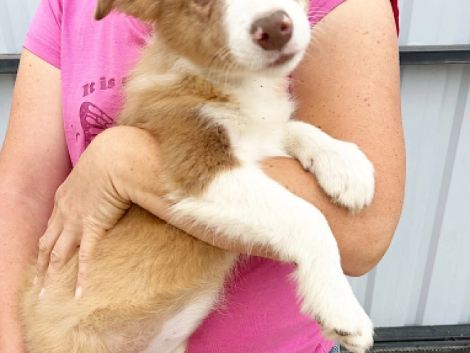 Border Collie puppy for sale