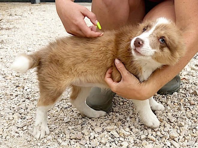 Border Collie puppy for sale