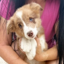 Perla, choco sable merle Border Collie for sale
