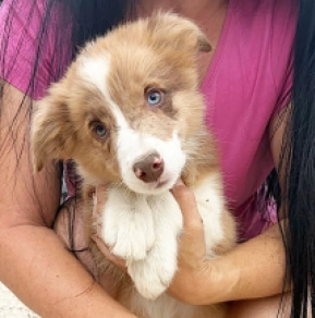 Border Collie puppy for sale