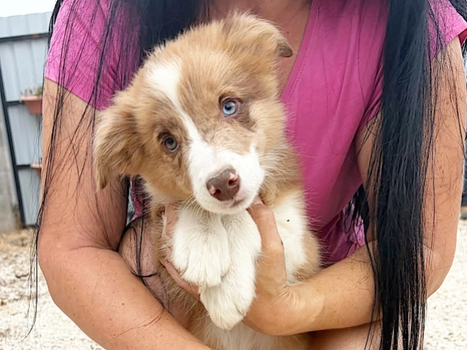 Border Collie puppy for sale