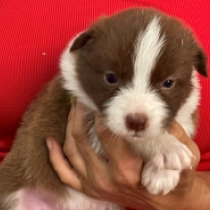 Booly, brown sable Border Collie for sale