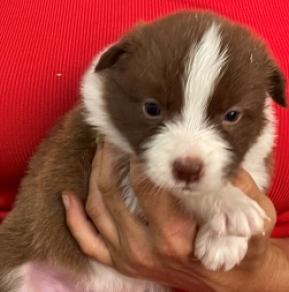 Border Collie puppy for sale