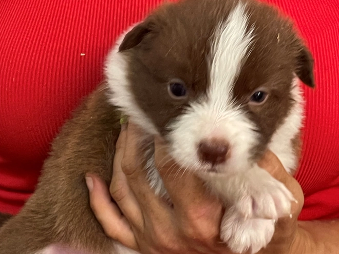 Border Collie puppy for sale