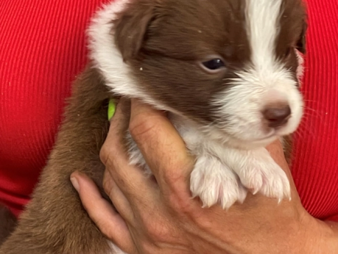Border Collie puppy for sale