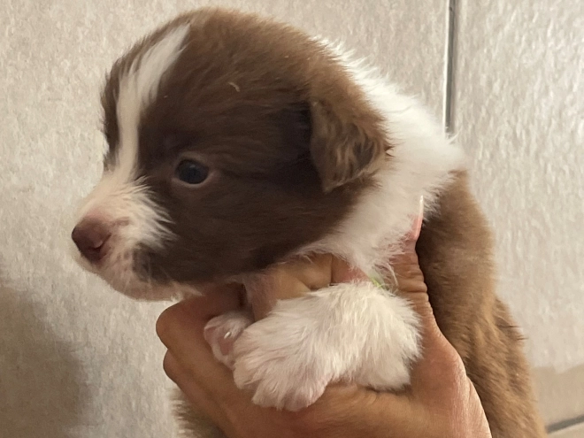 Border Collie puppy for sale