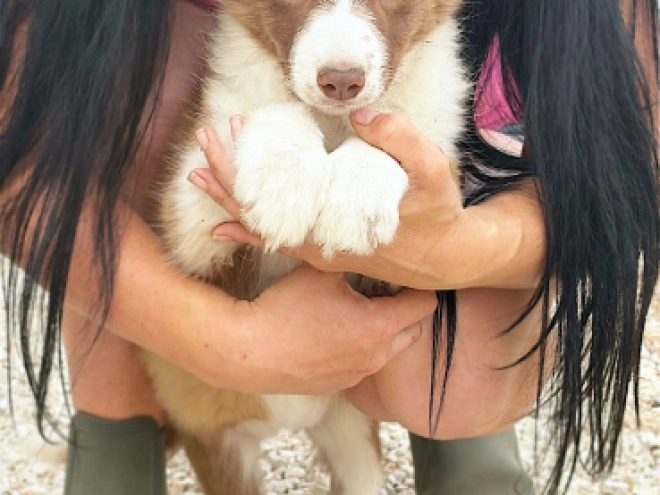 Border Collie puppy for sale