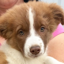 Booly, brown sable Border Collie for sale