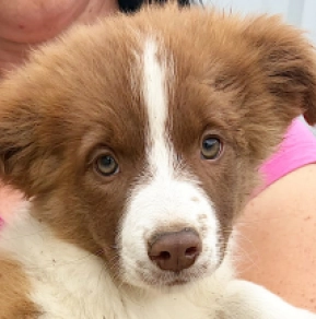 Border Collie puppy for sale