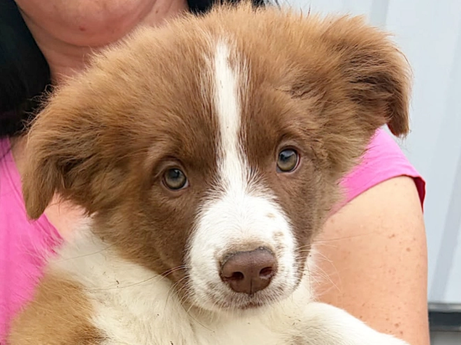 Border Collie puppy for sale
