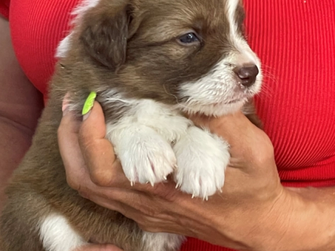 Border Collie puppy for sale