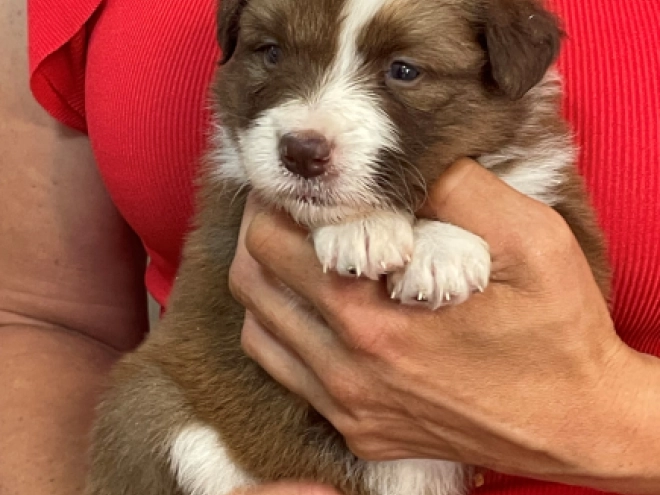 Border Collie puppy for sale