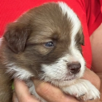 Cinders, brown sable Border Collie for sale