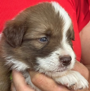 Border Collie puppy for sale