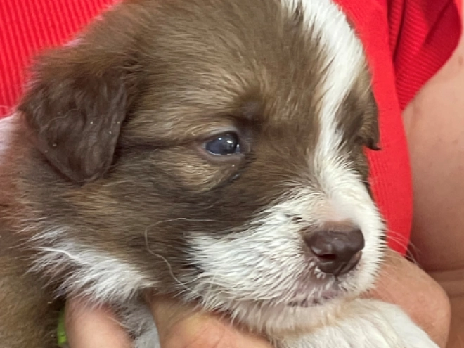 Border Collie puppy for sale