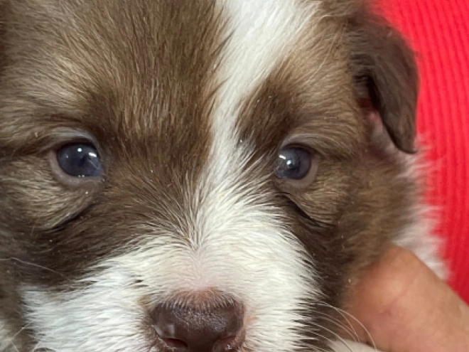 Border Collie puppy for sale