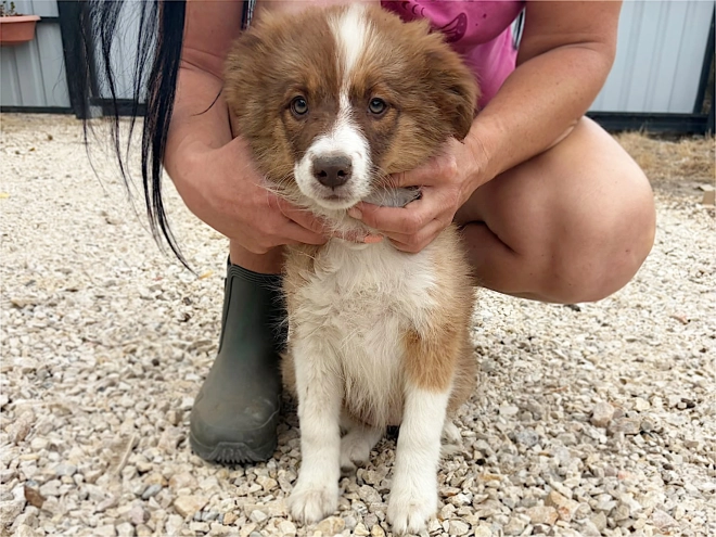 Border Collie puppy for sale