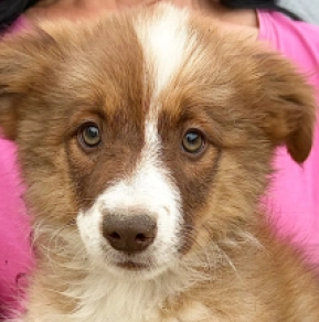Border Collie puppy for sale