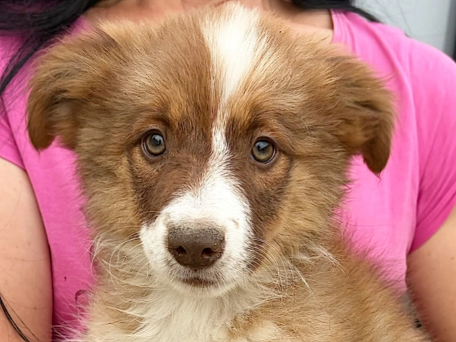 Border Collie puppy for sale