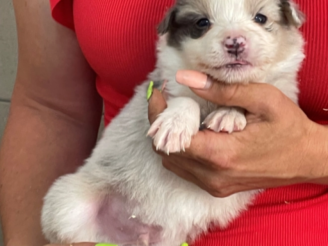 Border Collie puppy for sale