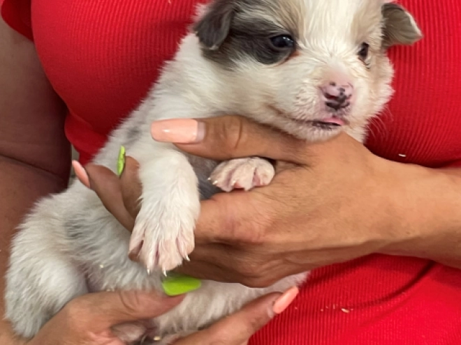 Border Collie puppy for sale