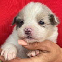 Topfull, merle Border Collie for sale