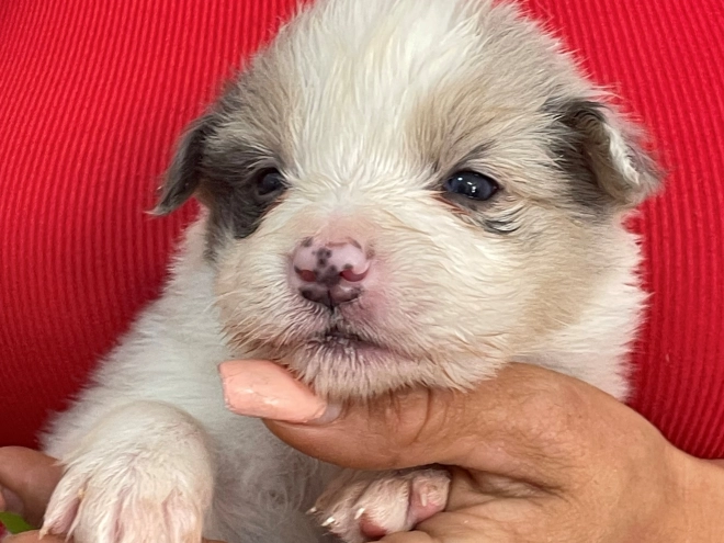 Border Collie puppy for sale