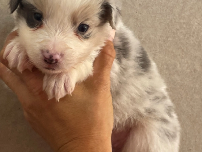 Border Collie puppy for sale