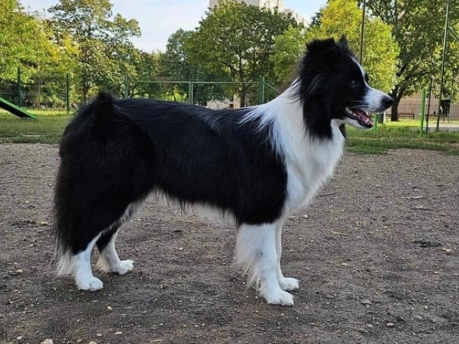 Perros Border Collie en venta