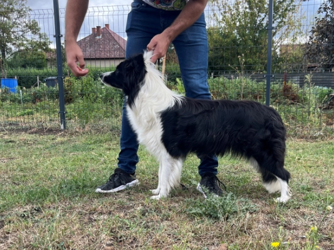 Perros Border Collie en venta