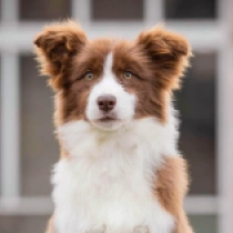 Border Collie Welpe zu verkaufen