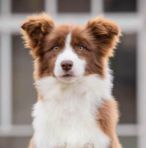Perros Collie de la Frontera en venta