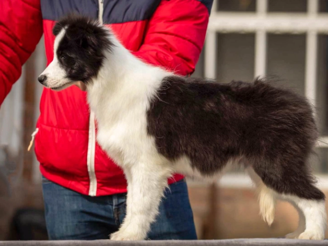 Border Collie puppy for sale