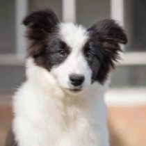 Border Collie Welpe zu verkaufen