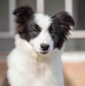 Perros Collie de la Frontera en venta
