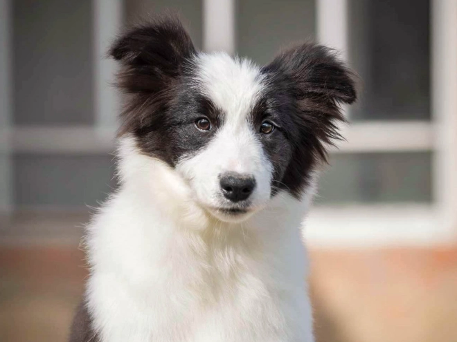 Border Collie puppy for sale