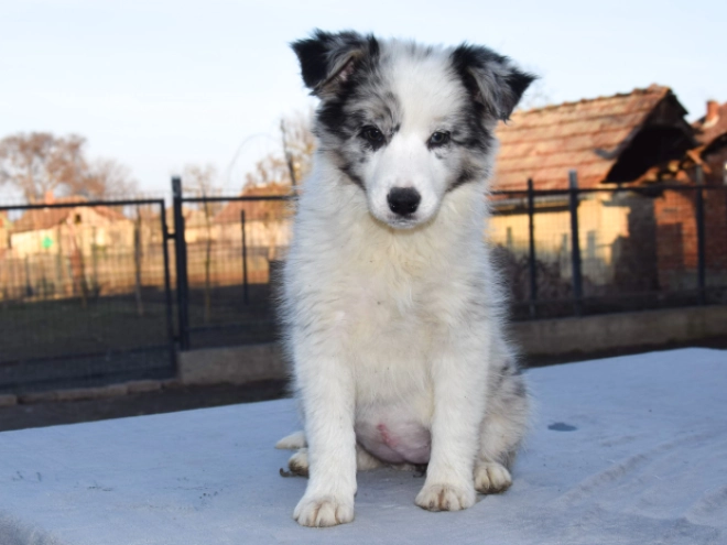 Perros Collie de la Frontera en venta