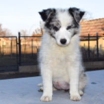 Border Collie Welpe zu verkaufen