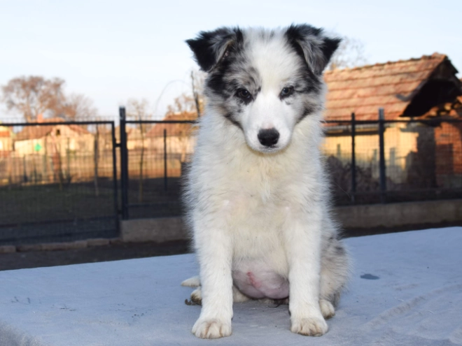 Perros Collie de la Frontera en venta