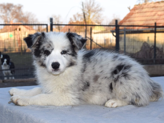 Perros Collie de la Frontera en venta
