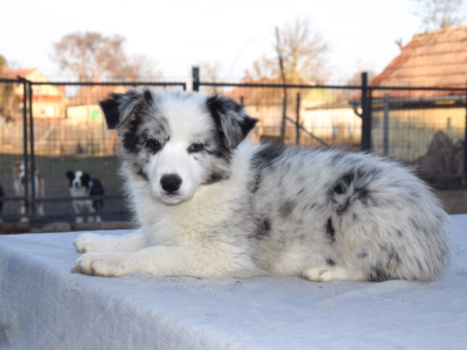 Perros Collie de la Frontera en venta