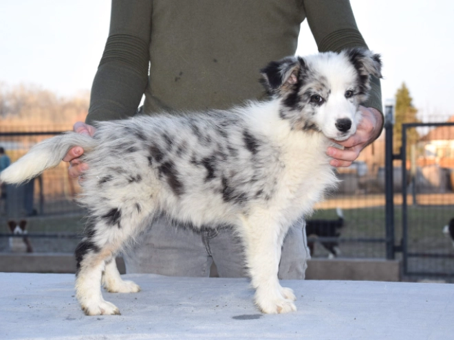 Perros Collie de la Frontera en venta